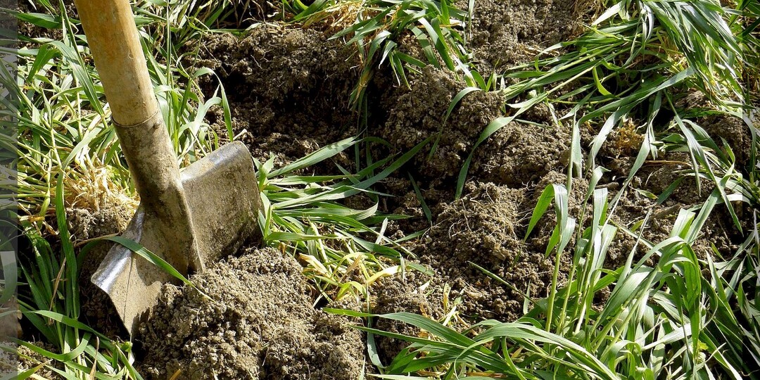 Как правильно использовать сидераты: как выбрать самый лучший сидерат именно для своего огорода