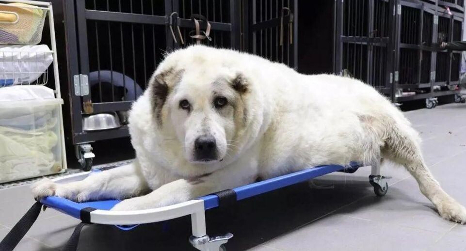    Пресс-служба администрации г. о. Химки