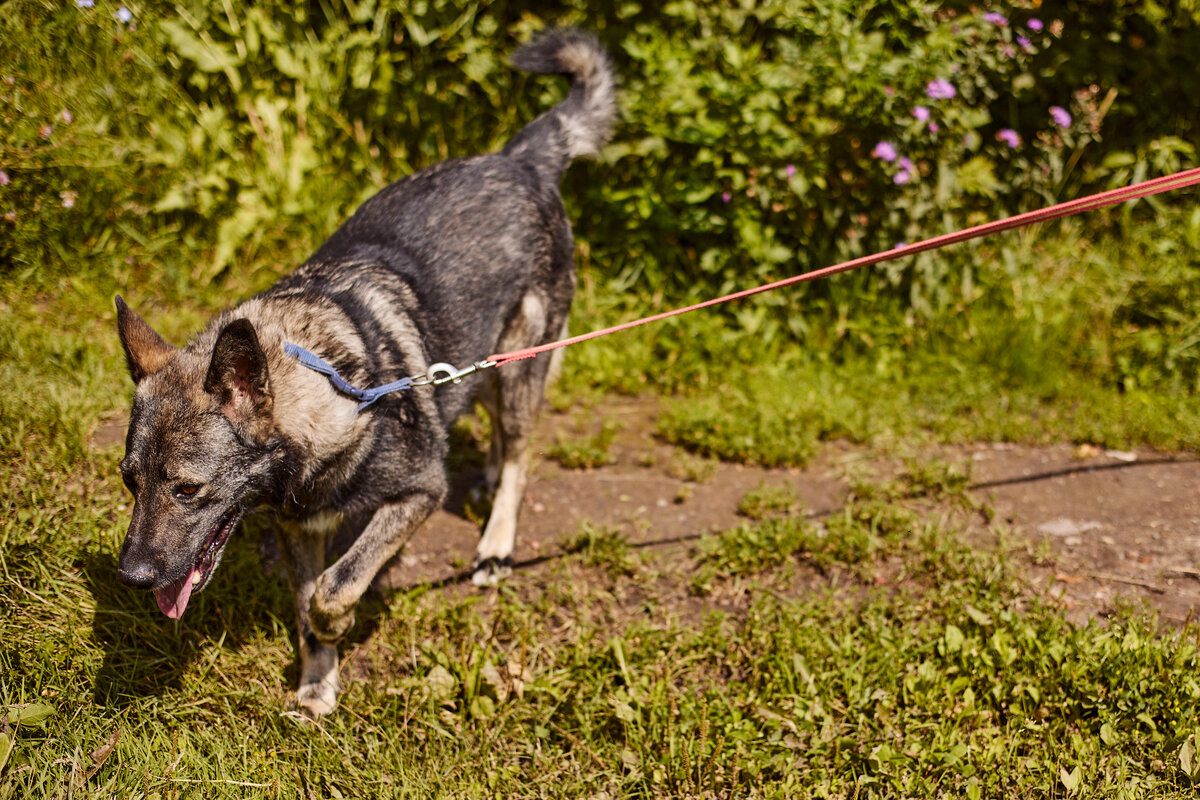 Теперь Бурбон живет с другими соседями, вполне мирно, выходит на прогулки в лес.