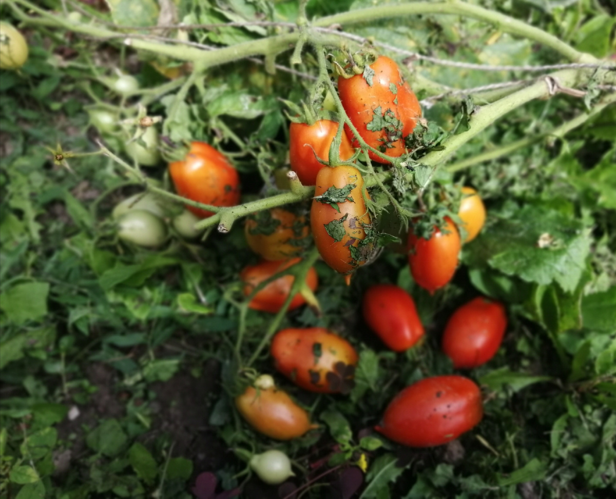 Томат "Московский деликатес супер" 