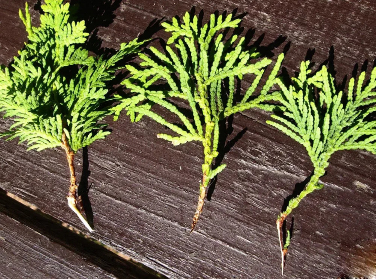 Туя должна быть крепкая и здоровая.