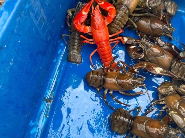    В Швеции поймали красного рака