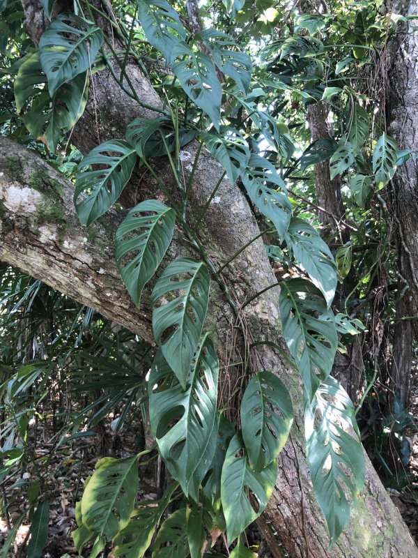 Монстера Адансона в природе (фото из интернета)