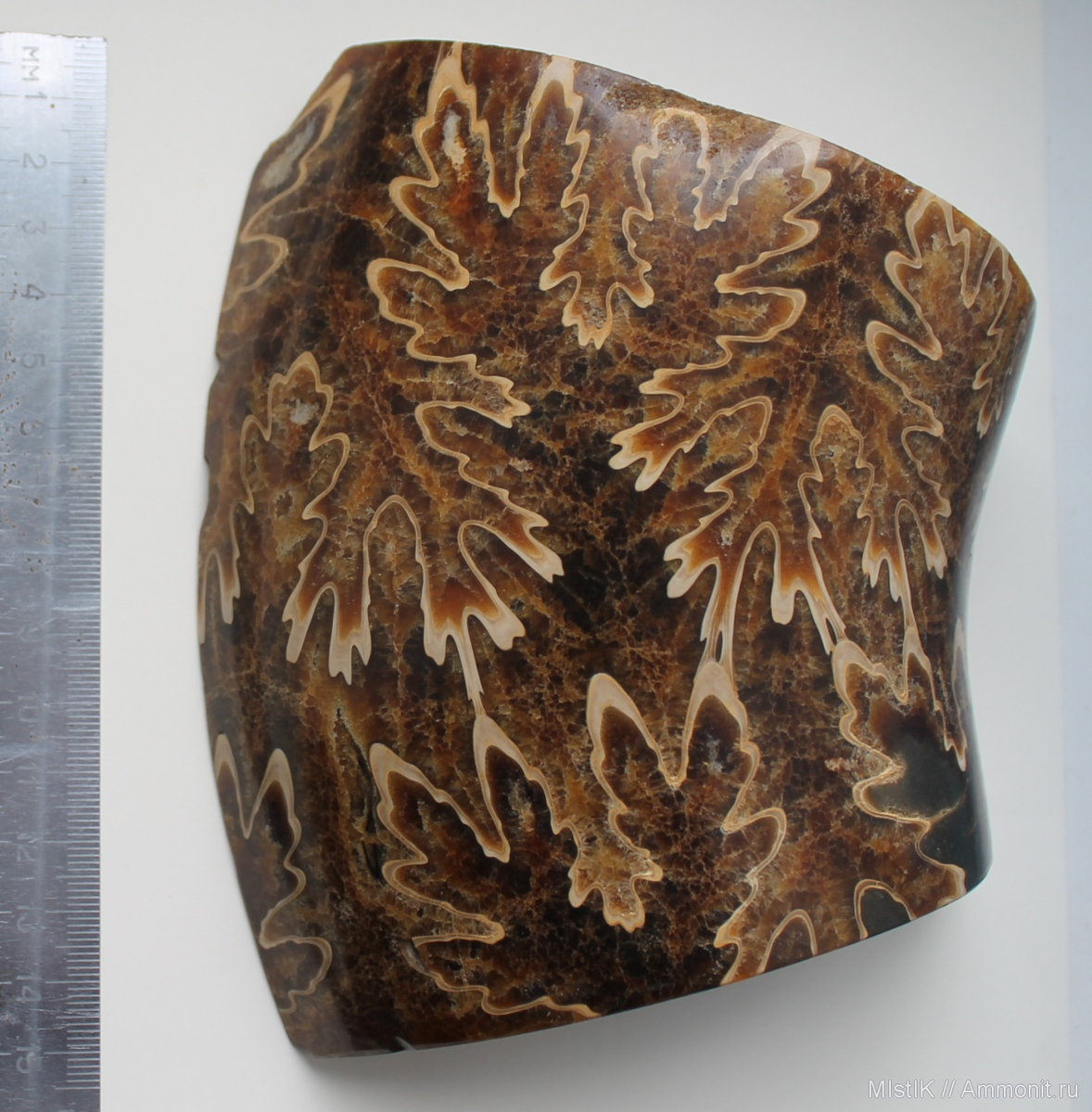 Фрагмент раковины литоцератинового аммонита, вероятно, Pictetia sp. с отчётливым узором; находка и фото MIstIK с Аммонит.ру