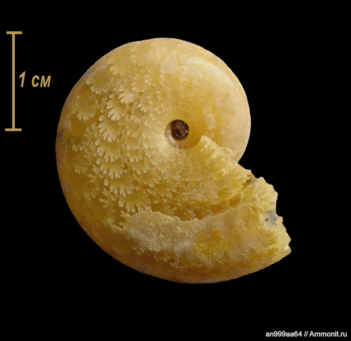 Кальцитовая раковина синцовии (аконецераса) траутшольда (Sinzovia/Aconeceras trautscholdi/sazanovae), на которой отлично видна лопастная линия; фото и находка an999aa64 с Аммонит.ру