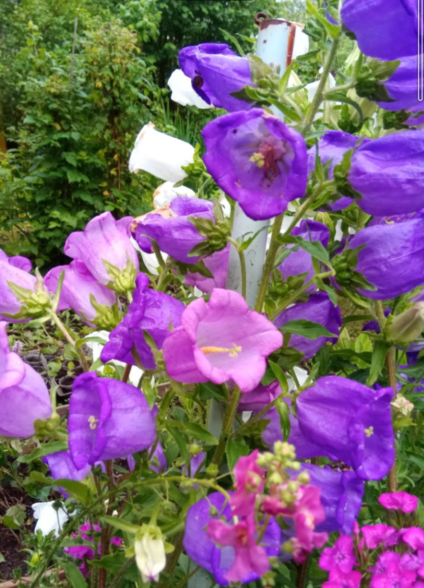 Разноцветный колокольчик средний