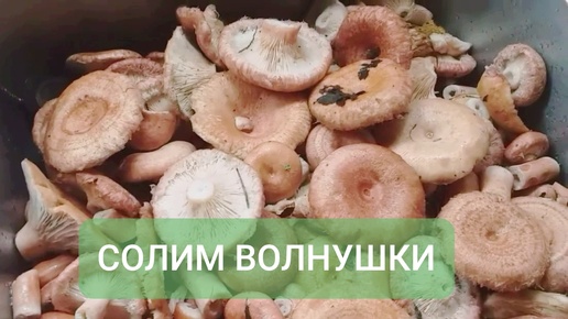 Как засолить волнушки.