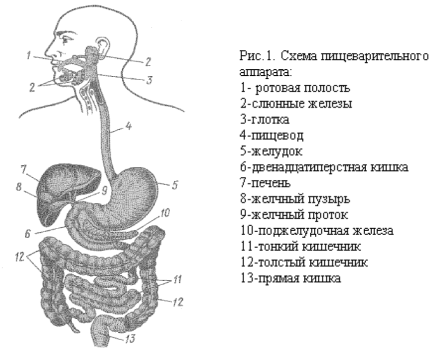 Желудок название системы органов. Схема строения пищеварительной системы. Строение желудочно-кишечного тракта человека схема. Пищеварительная система человека схема ЕГЭ.