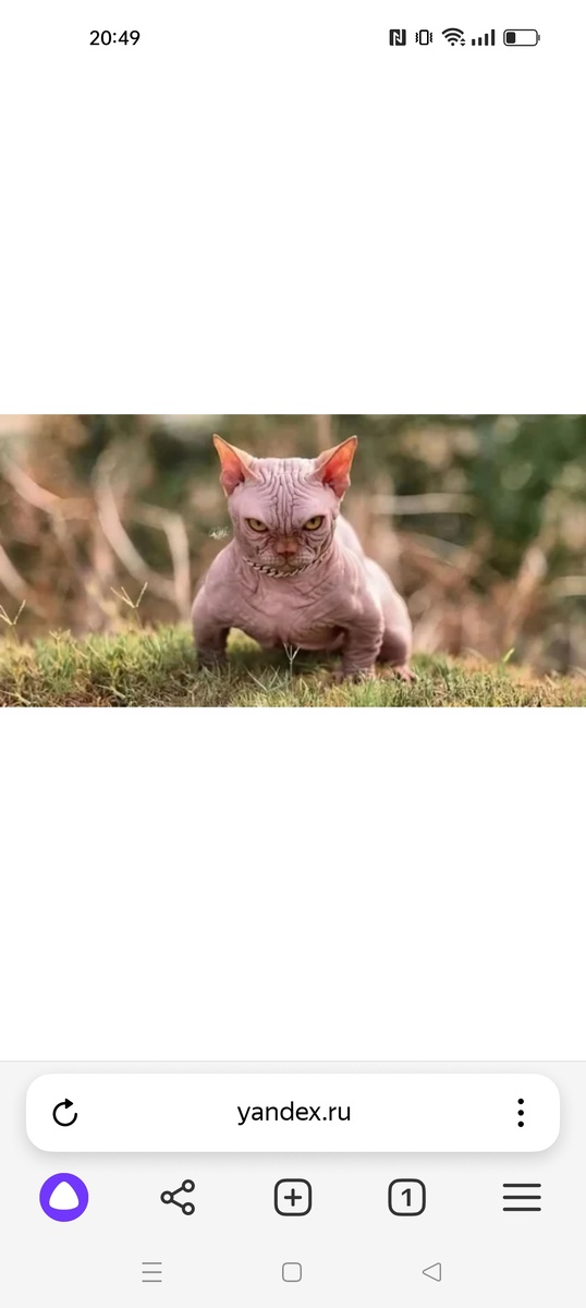 Скриншот автора. Из интернета.