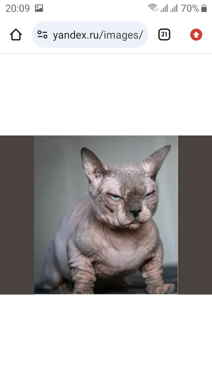 Скриншот автора.  Из интернета. 