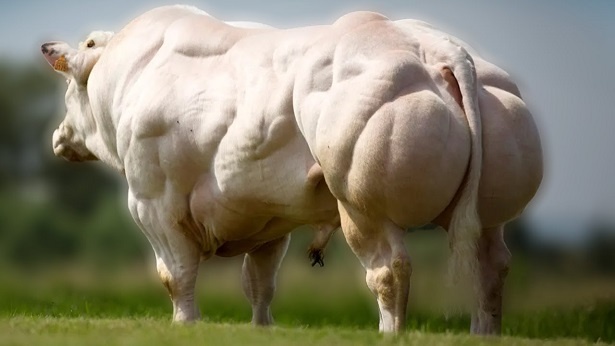 Бычек для наращивания мяса