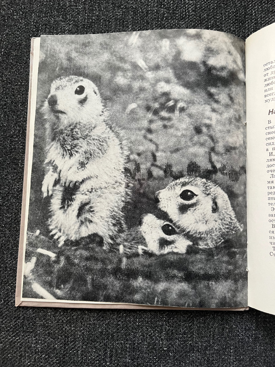 Фото автора ) разворот одной классной книги , которая попалась в буккроссинге ) 