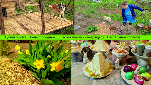 Сдали объект...🐕🐕🐕🏠 Дела огородные... Красота глазами смотрящего...🌷🌼🌸 Пасхальные хлопоты...🥚🥚🥚