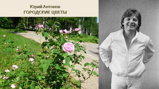 Юрий Антонов. Городские цветы