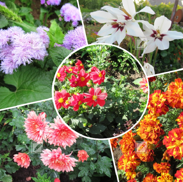 коллаж из фото автора