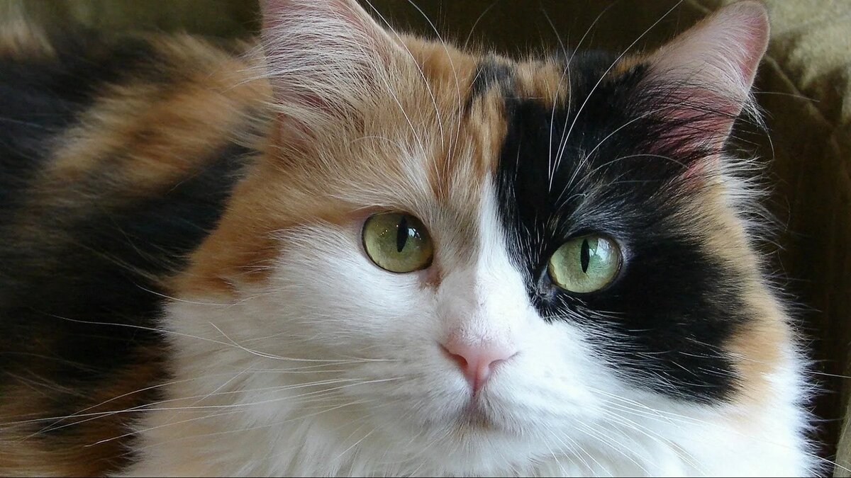трехцветная кошка