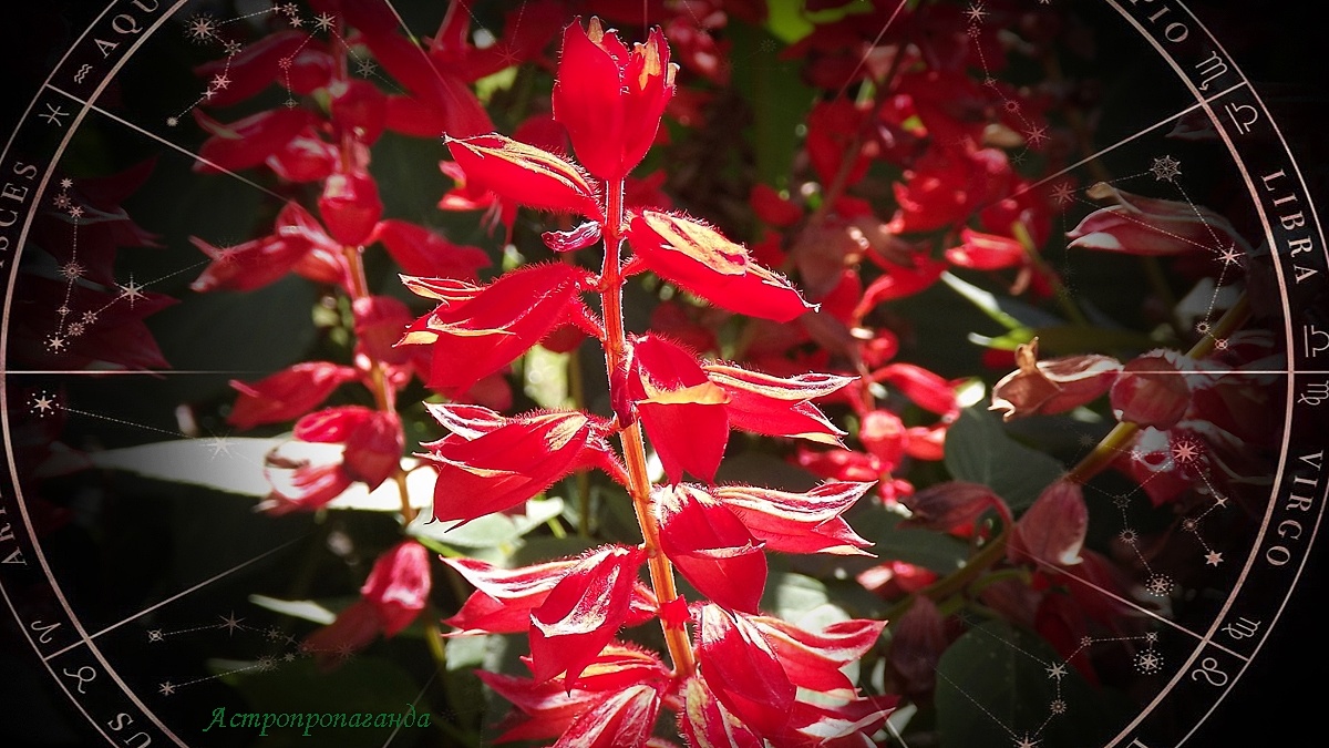 Гороскоп с 26 августа по 1 сентября 2024: высшие планеты что-то обещают, но не всегда дают. 