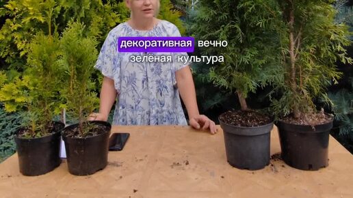 Питомник поиск. Туя смарагд саженцы. Саженцы колоновидной вишни однолетки. Питомник поиск саженцы. Пальметта яблоня.