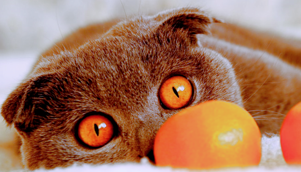 Источник фото: gtrk-kostroma.ru