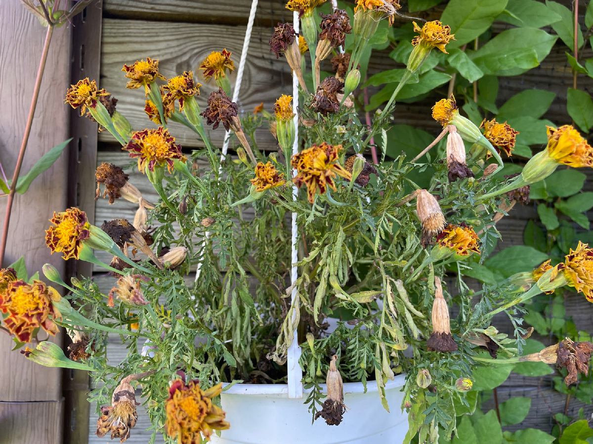 Семена бархатцев готовы к сбору