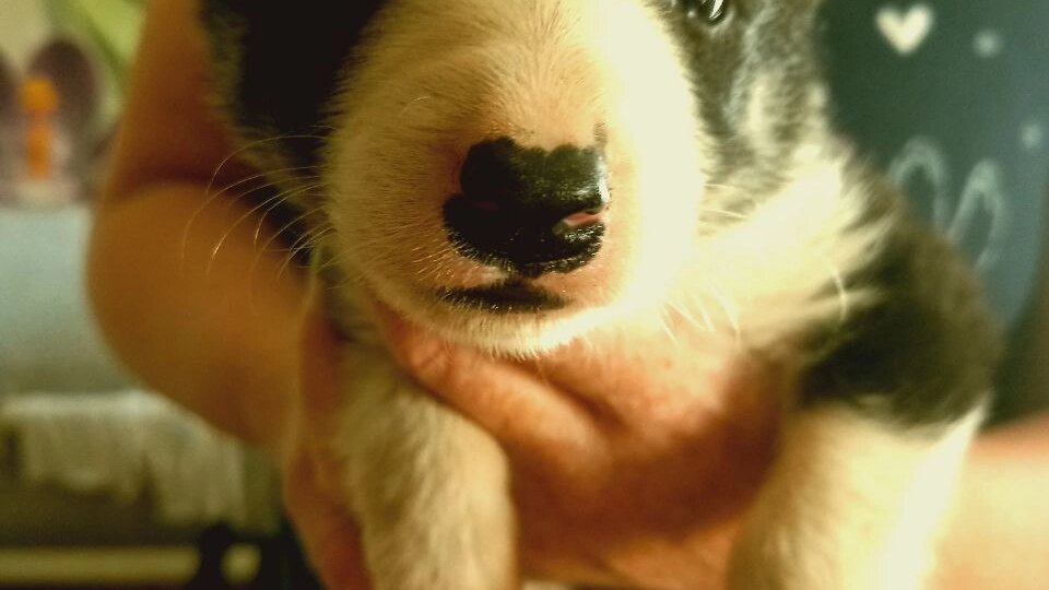 Малышка Кнопка чудом осталась жива