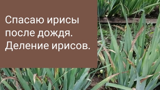 Как вернуть ирисам красоту и новую жизнь? Спасаю ирисы после дождя. Деление ирисов.