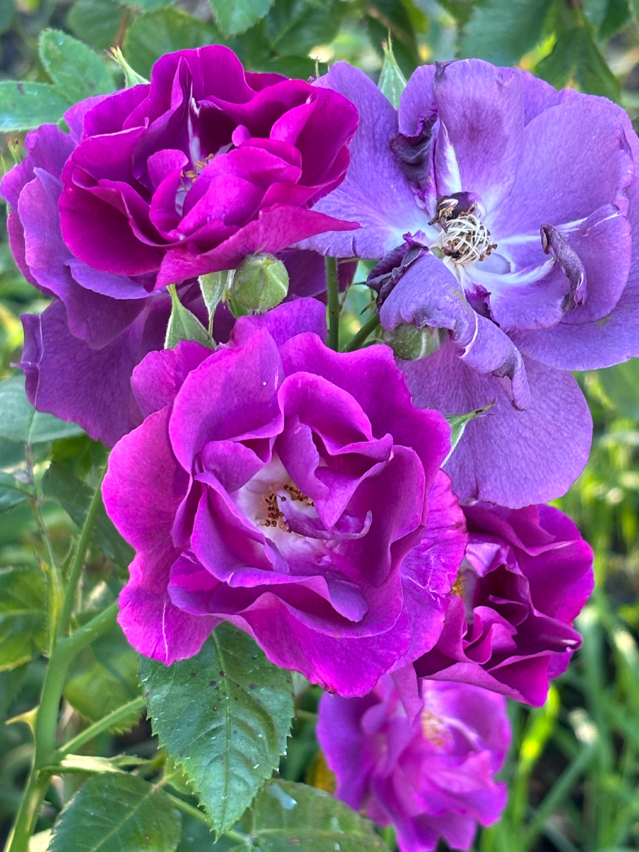 Rhapsody in Blue 