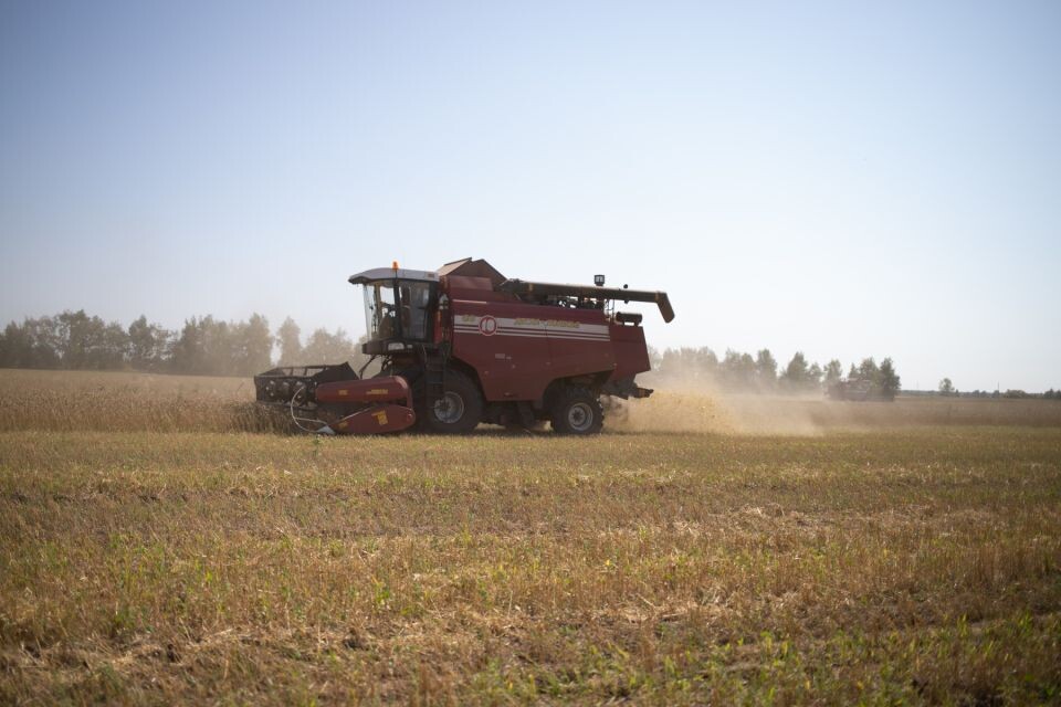    Уборка урожая. Поле. Источник: Уборка урожая. Фото: Анна Меньшикова