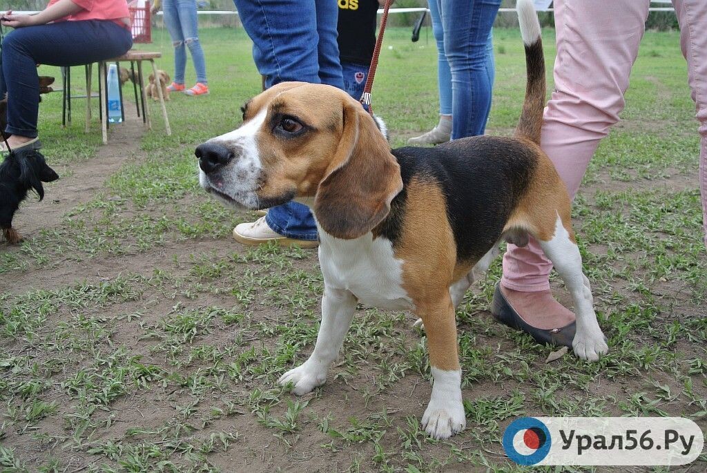    В Оренбурге с июля чипировали 400 домашних собак. Как проходит процедура?