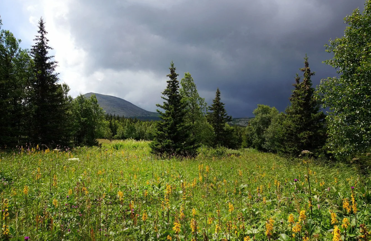 Яндекс картинки