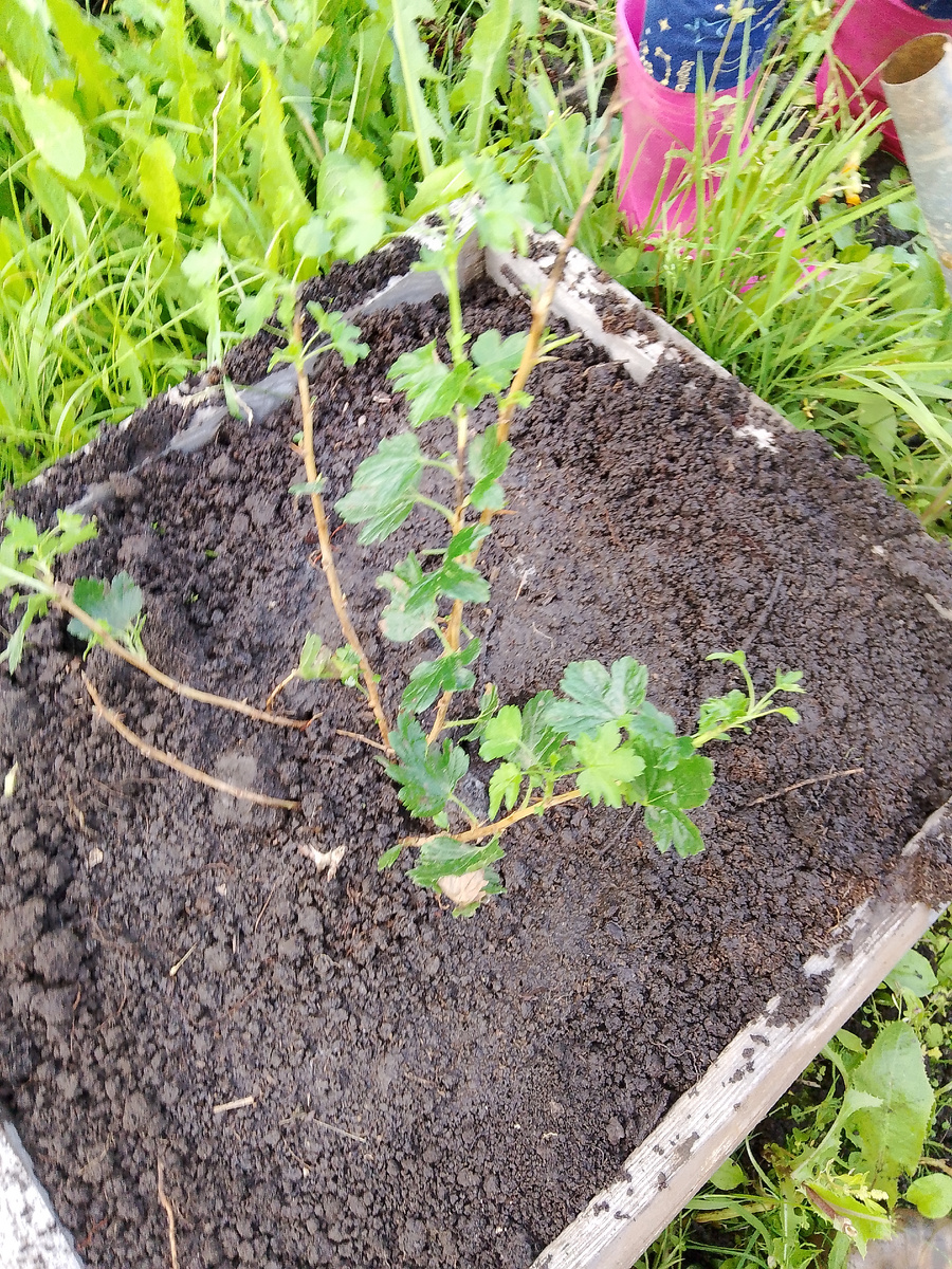 Рядом ножки главной маминой помощницы, сажу в короба чтоб весной немного сберечь корни от воды