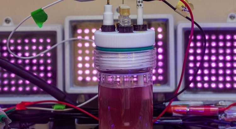    Сельское хозяйства и другие отрасли получат новый тип биопластика благодаря фиолетовыми бактериям