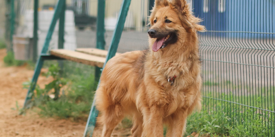 Волонтёры подобрали на улице прекрасную собаку, но, к сожалению, за два года никто так и не объявился