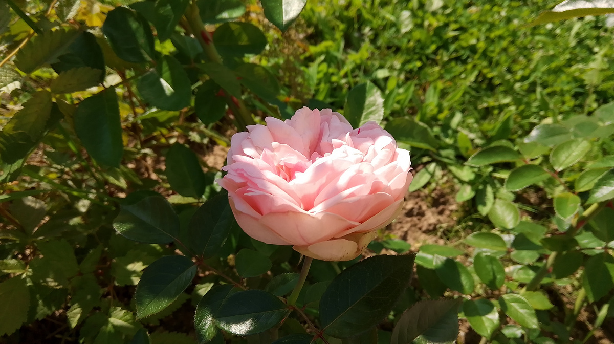 Роза Charming Piano