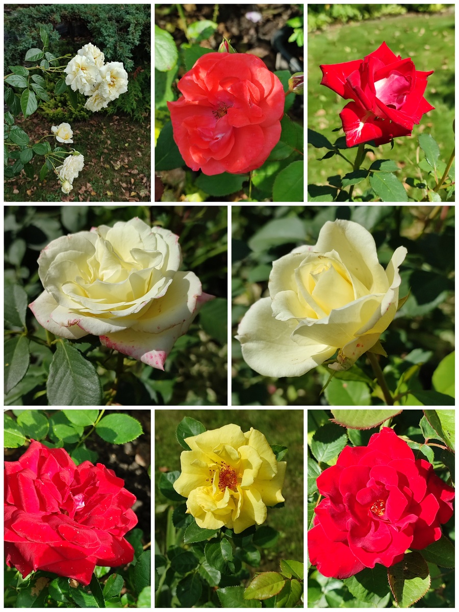 Первая волна цветения роз осталась позади, доцветают остатки и готовятся розы ко второй волне. Если погода позволит 🤷
