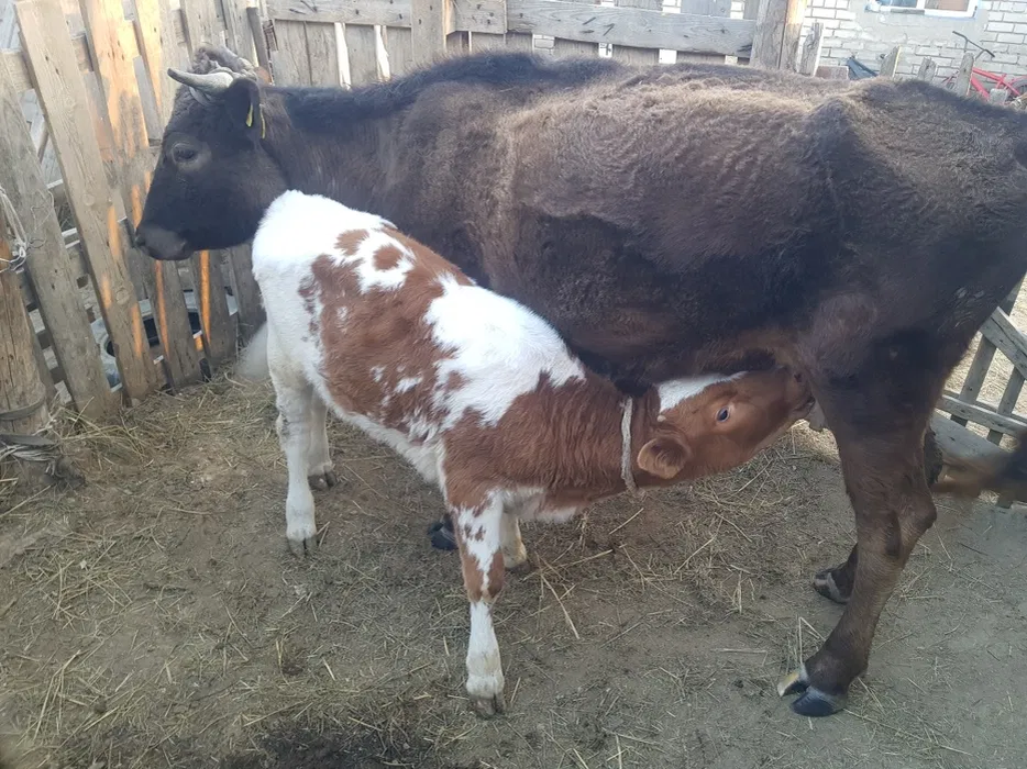 Фото из инета. 