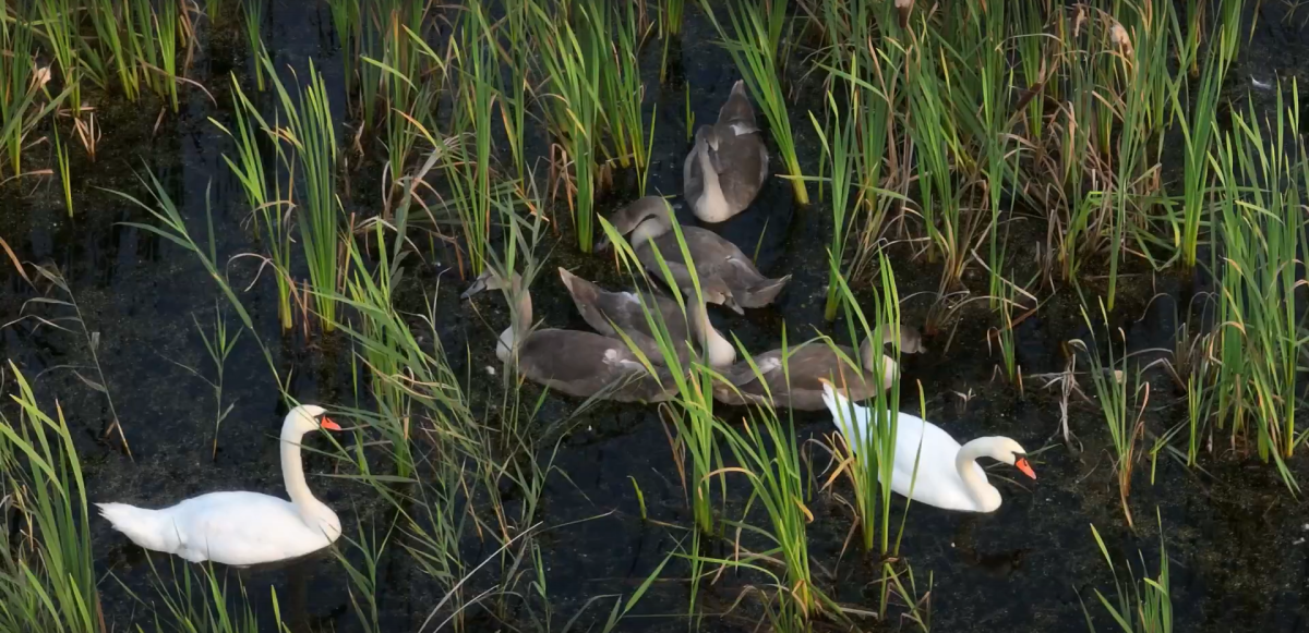    Во всех трех семьях в конце весны-начале лета появились птенцы