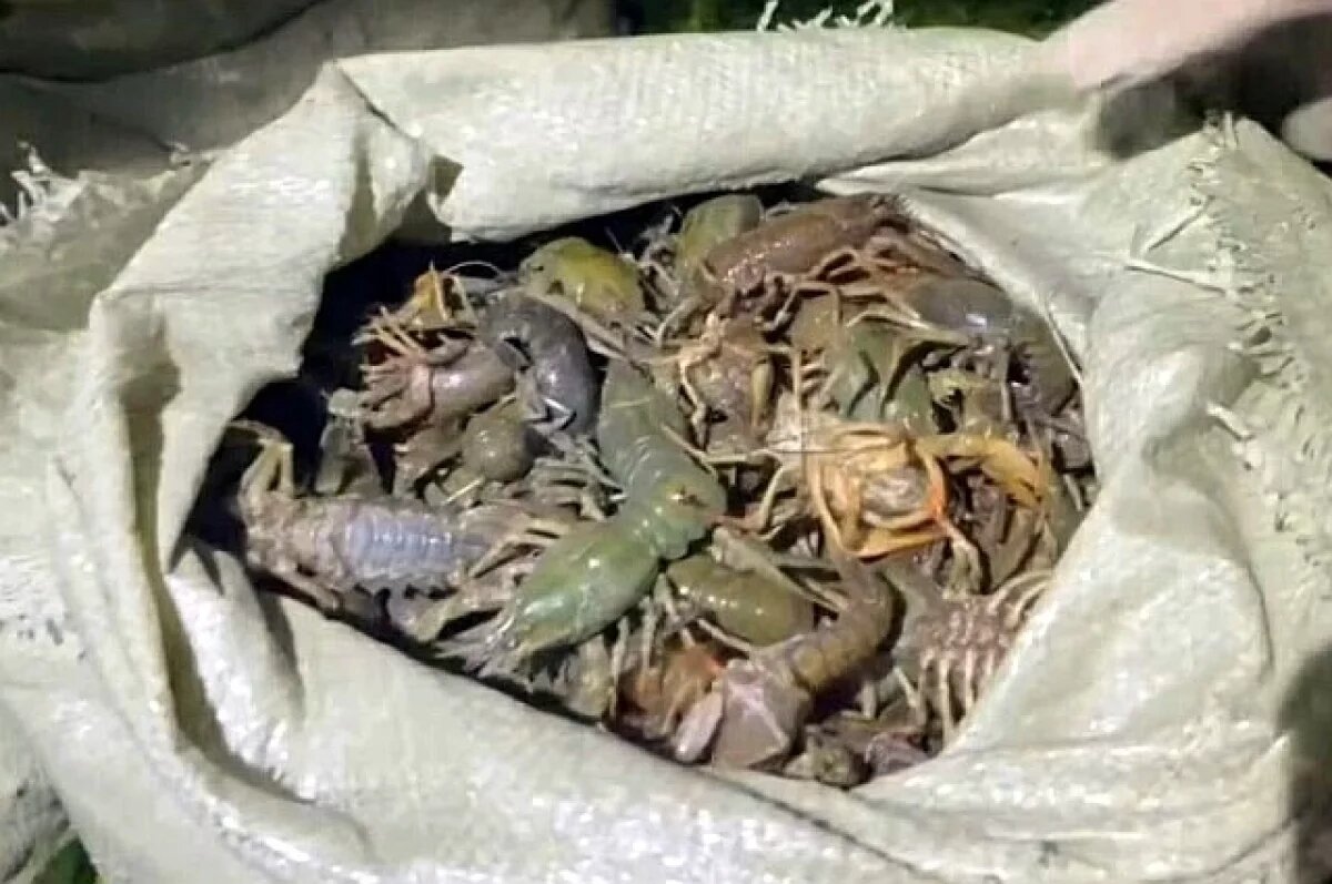    Житель Башкирии незаконно выловил 324 кг раков