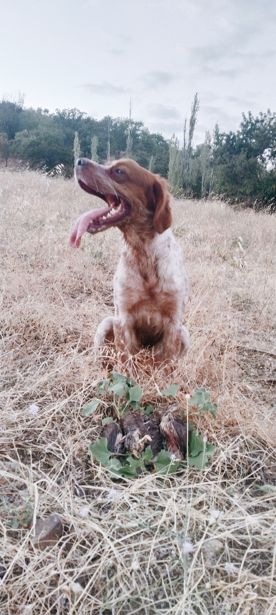 Эпаньоль бретон Никон, первые перепела сезона, 24.08.2024