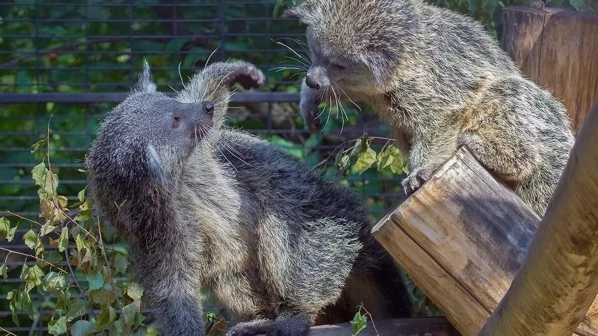     Автор: В. Габов, Е. Черненко Источник: Новосибирский зоопарк