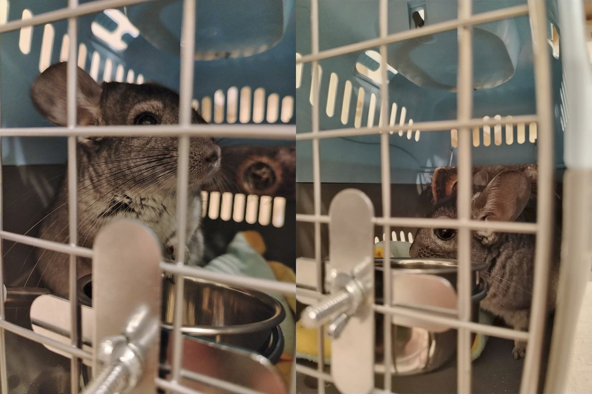 Знакомство с переноской. У Шустрика вопросики