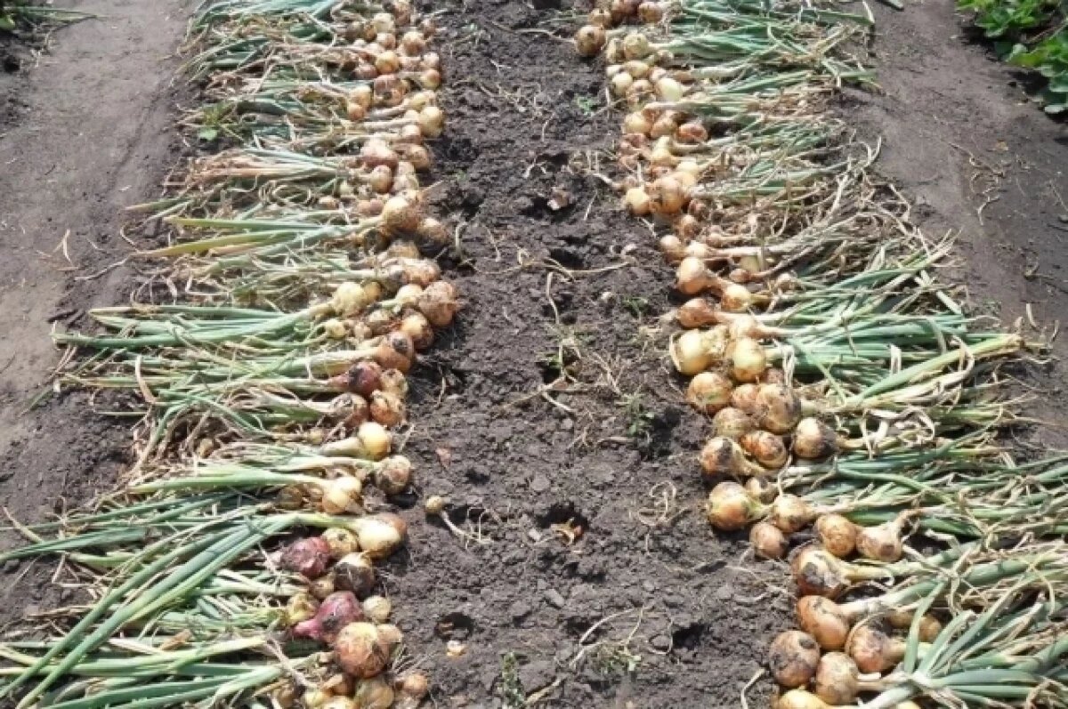    Тюменский агроном раскрыла тайны сбора и хранения лука на зиму