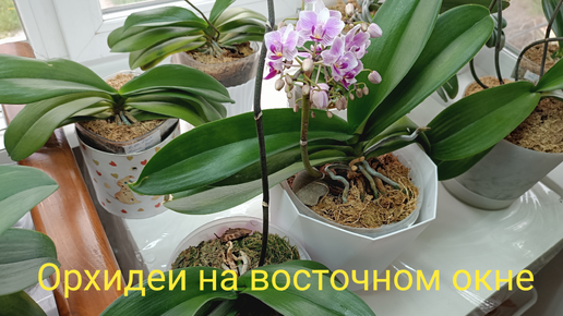 Орхидеи на восточном окне🌿🌺