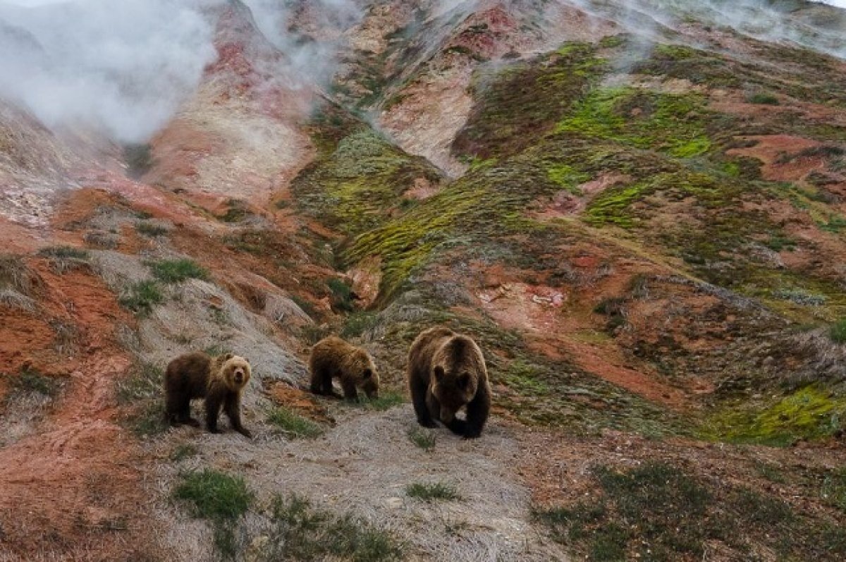 фото из источника kamchatka.aif.ru