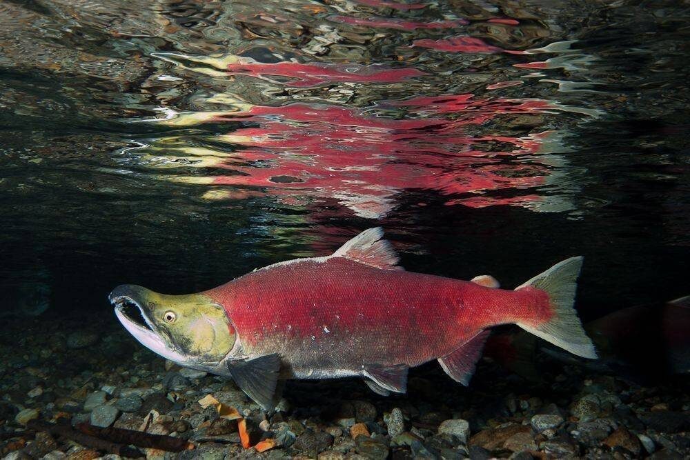 фото из источника profrybolov.ru