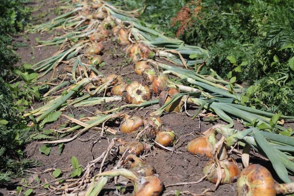  В сухую погоду - нет проблем