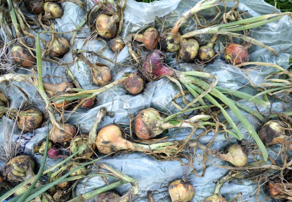  Предварительная просушка лука