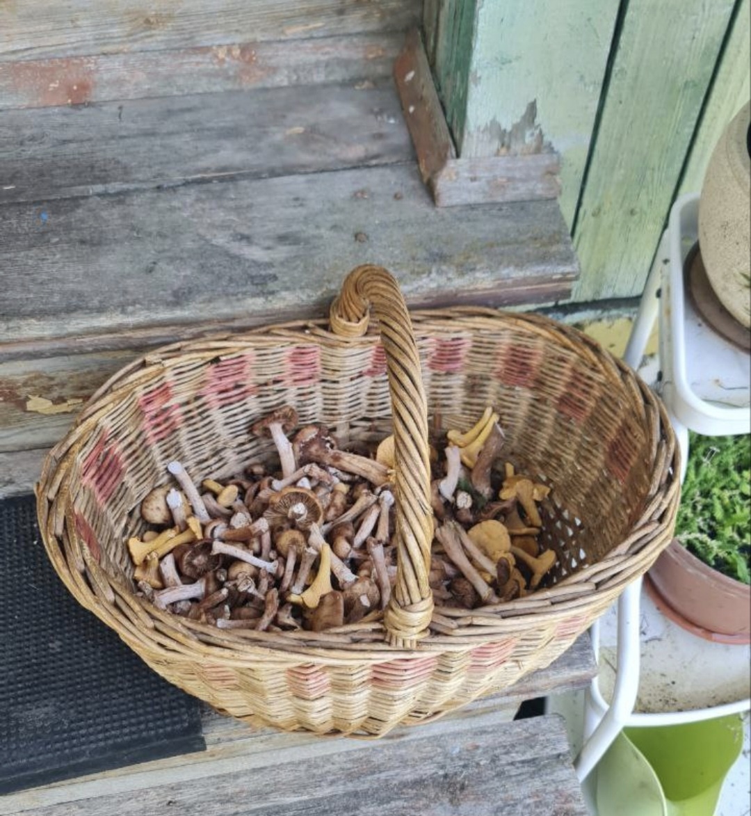 Ну где там такие грибочки милые сердцу на ступеньках деревянных?