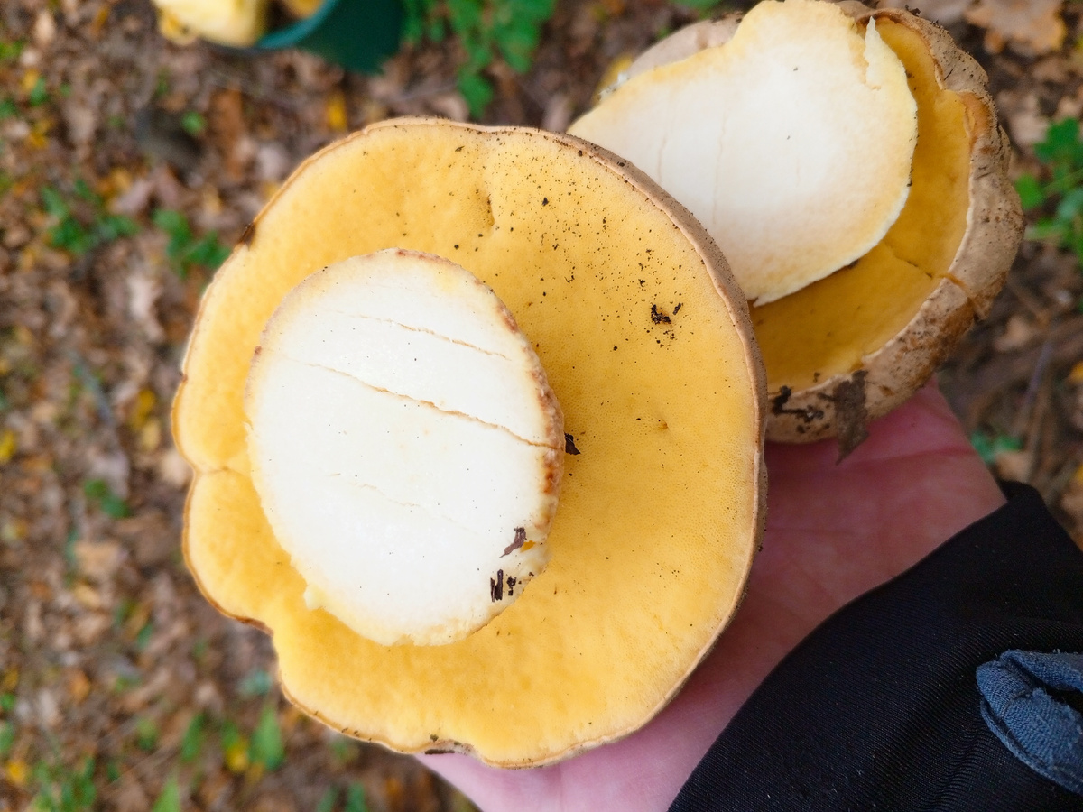 полубелый, фото автора