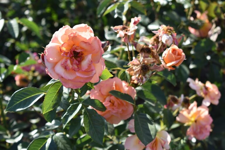 Фото: Сергей ДОРОХОВ